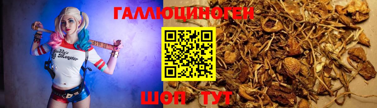 Галлюциногенные грибы прущие грибы  Галлюциногенные грибы мицелий  Волхов  Вход с VPN 